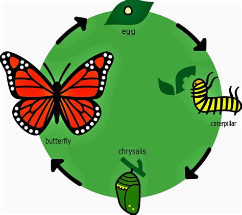 The Butterfly Life Cycle (with Diagram and Pictures).